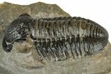 Detailed Gerastos Trilobite Fossil - Morocco #351279-3